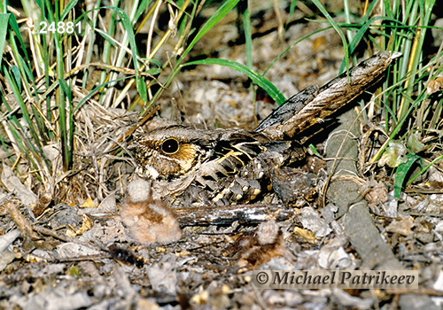 Common Pauraque (Nyctidromus albicollis)